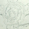 detail of rose drawing on my fridge from the Nicaraguan boy I sponsor but haven't yet written to